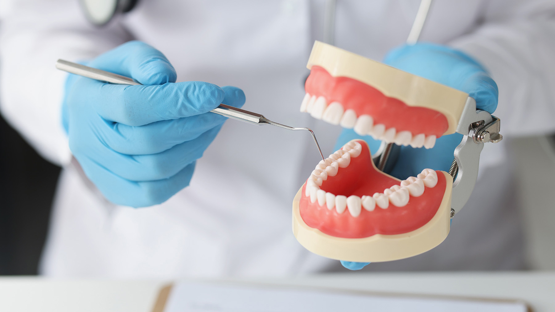 A dental professional using tools to work on a model mouth with teeth.